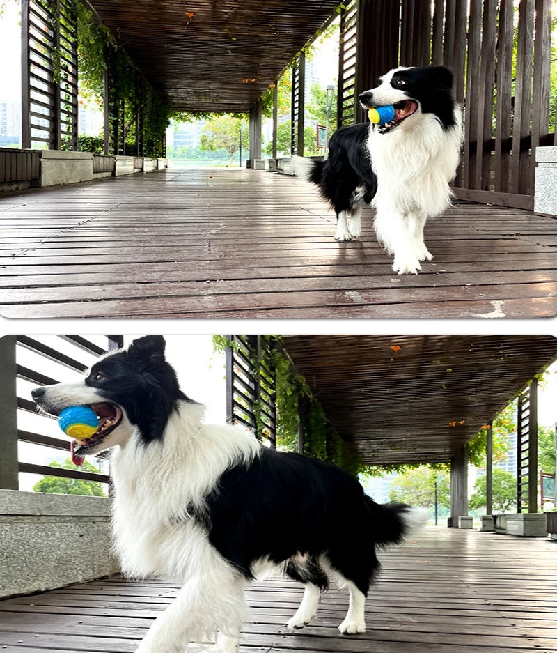 Squeaky Interactive Dog Ball
