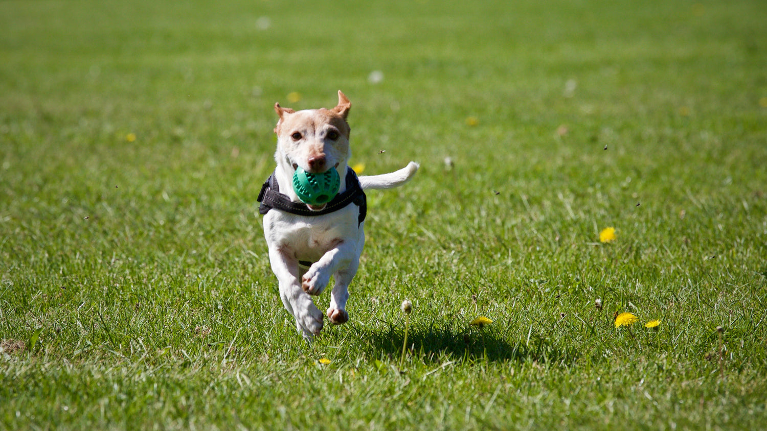 Dog catalog