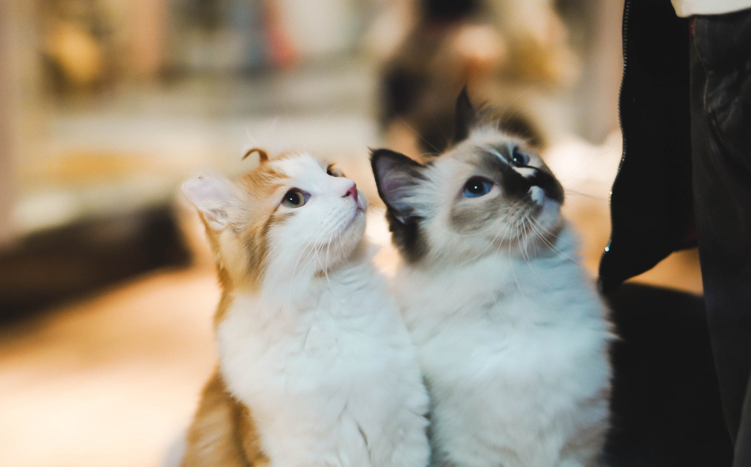 Cat Catalog